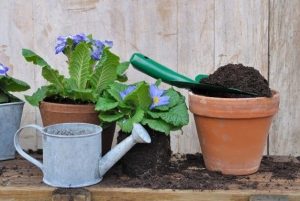 cinzas fertilizantes vegetais