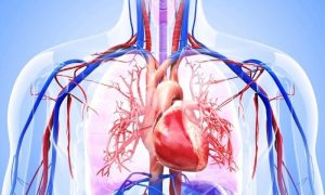 saúde cardiovascular